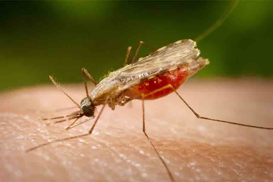 Follow Marlon Brando to eradicate mosquitoes
