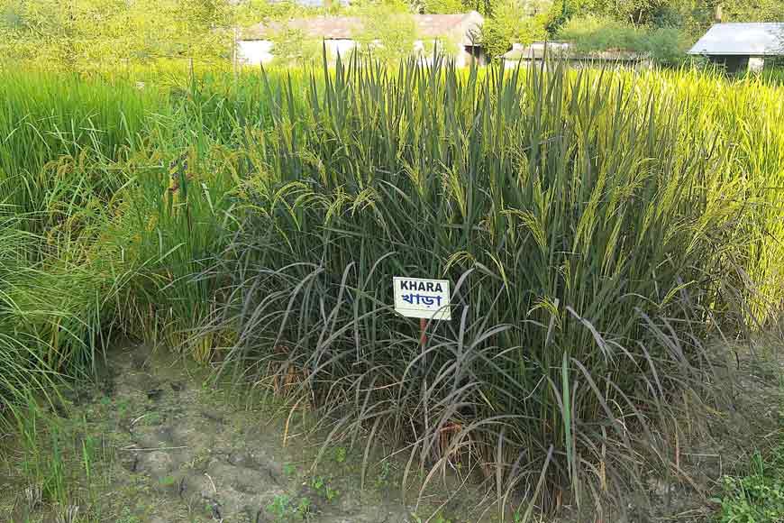 Bengal's Folk Rice: Conserving a Neglected Treasure â€“ GetBengal story
