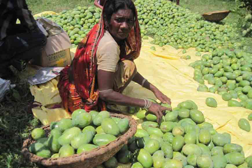 â€˜Made in Bengalâ€™â€” how Shabar women turned self-reliant by cultivating Amrapali on barren land