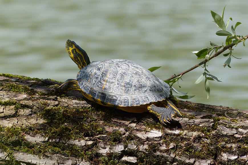 West Bengal Forest Departmentâ€™s conservation drive of rare Batagur Baska Turtle