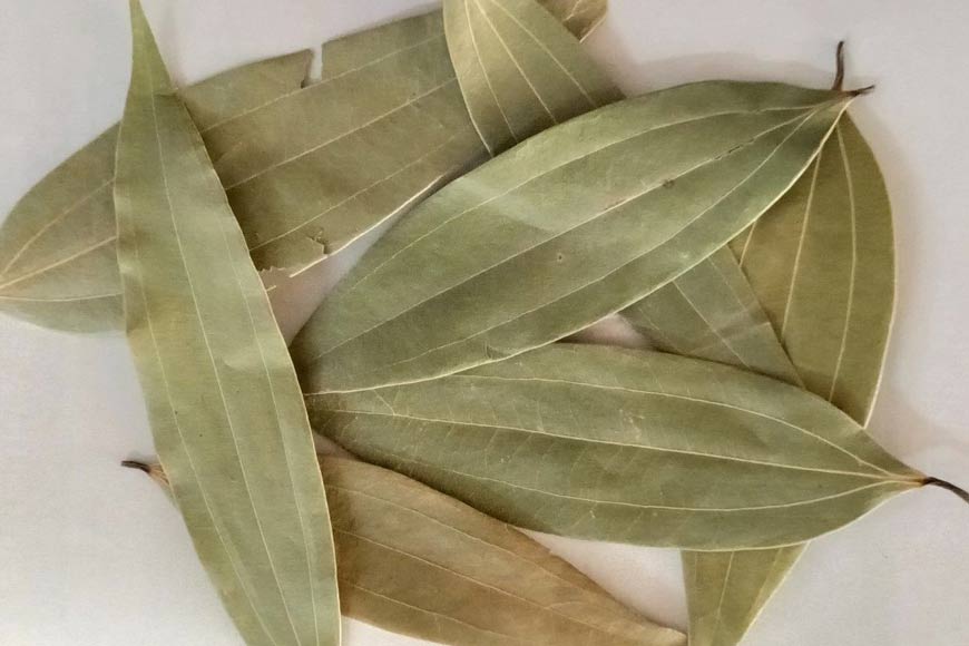 Bay Leaf Cultivation: Fueling Bengalâ€™s growth, strengthening womenâ€™s independence -GetBengal Story