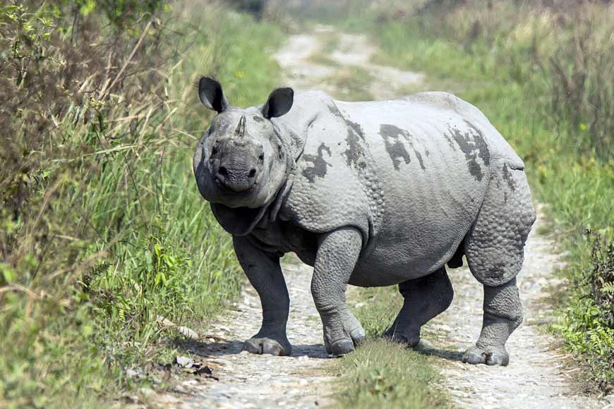 West Bengal Now Home to 392 One-Horned Rhinoceros â€“ GetBengal story