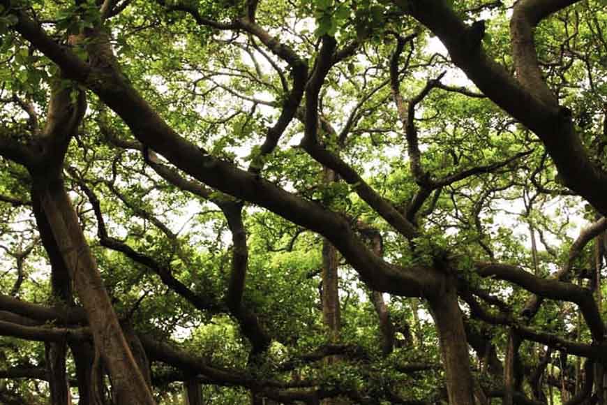 Saving Botanical Garden&rsquo;s Great Banyan Tree from thunderstorms
