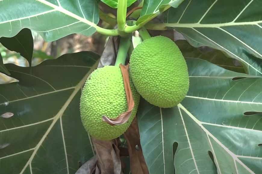 North Dinajpur farmer cultivates energy-rich â€˜Breadfruit Treeâ€™ â€“ New dimension to cultivation - GetBengal story