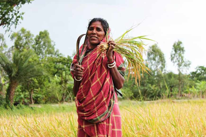 Indigenous rice of Bengal: Procedure of cultivation and preservation â€“ GetBengal story
