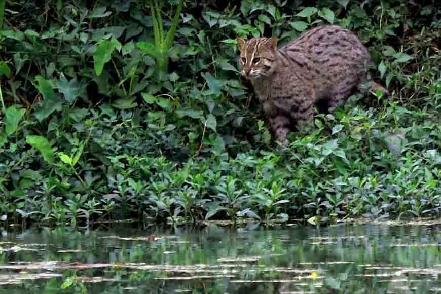 Fishing Cat- Bengalâ€™s state animal