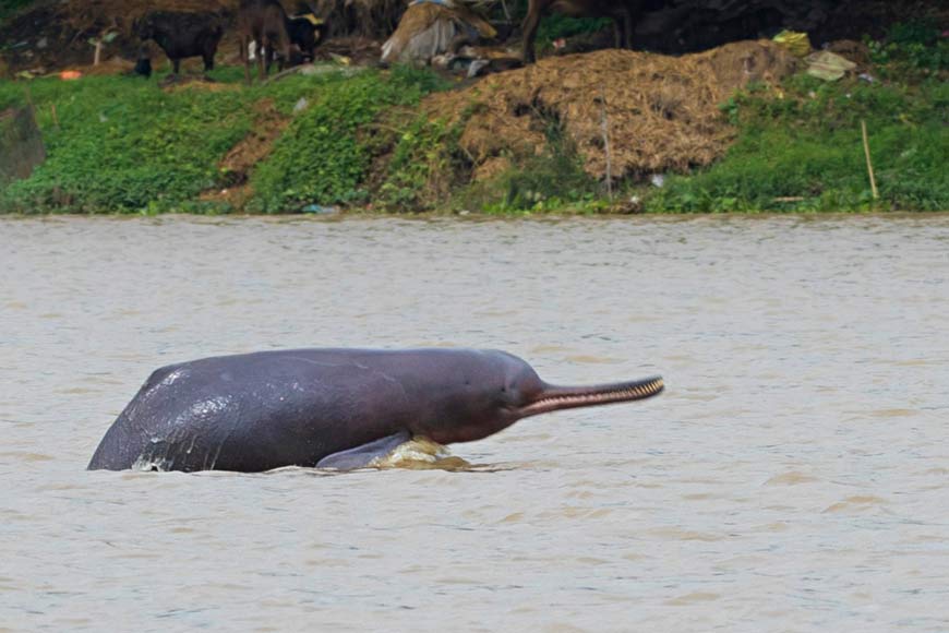 â€œDolphin Mitraâ€ to be launched in Bengal to save Gangetic Dolphins â€“ GetBengal story