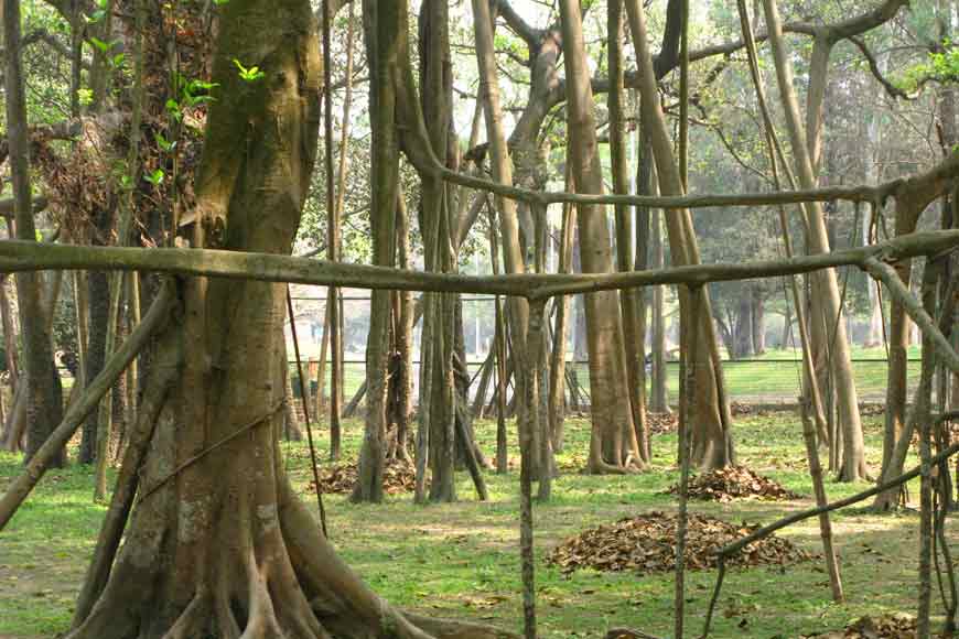 Where One Tree Becomes a Forest! - GetBengal Story