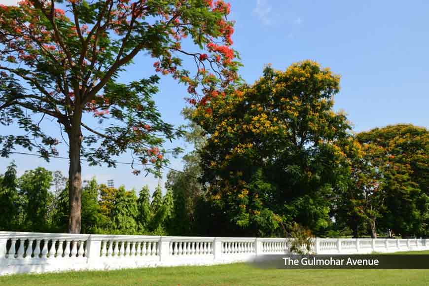 Beauty of Kolkataâ€™s Gulmohar Avenue during Lockdown