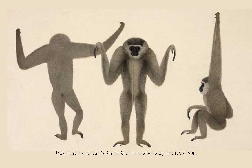 Haludar â€“ the forgotten â€˜animal painterâ€™ from Bengal 200 years ago!