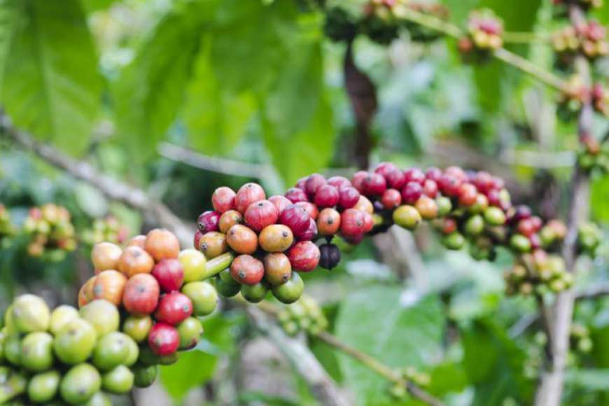 Mungpoo&rsquo;s Cinchona Plantation now grows coffee!
