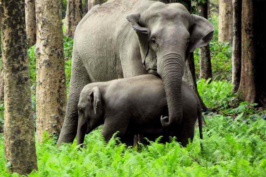 We donâ€™t kill elephants! Bengal uses innovative elephant management system