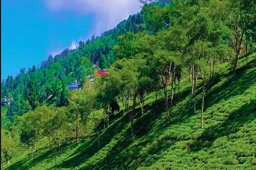 Rangaroon is a hamlet near Darjeeling that produces the best tea in the world. â€“ GetBengal story