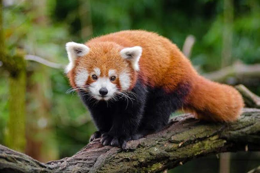 Red Panda programme gains global recognition for conservation excellence â€“ GetBengal story