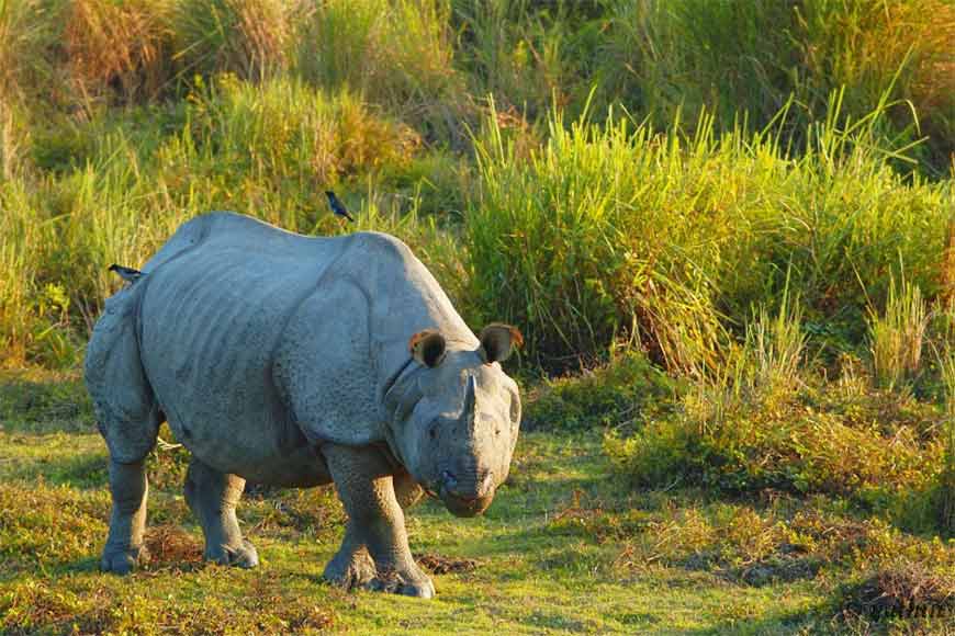West Bengal has successfully increased Rhino population in the wild
