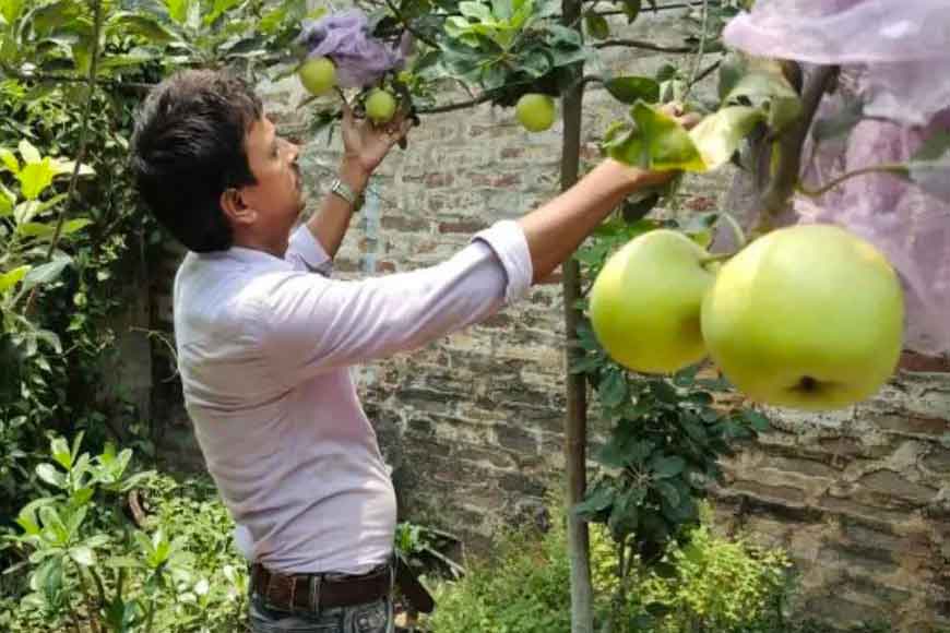 Growing apples in Beldanga: School teacherâ€™s amazing feat â€“ GetBengal story
