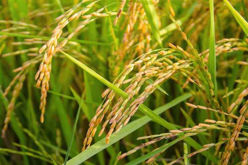 Bengal introduces â€˜salt-tolerant paddyâ€™ for coastal areas â€“ answer to Climate Change