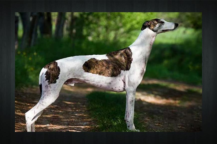 On International Dog Day, letâ€™s talk about undivided Bengalâ€™s only purebred hound
