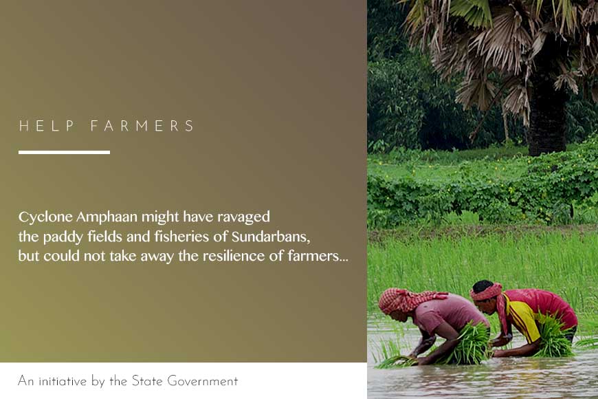 State helps Sundarbansâ€™ farmers grow salt-resistant paddy post Amphaan