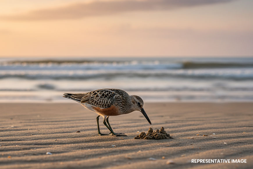 Paschim Medinipur abuzz after sighting of endangered migrant â€“ GetBengal story