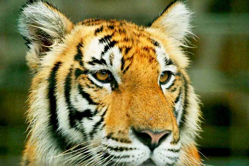 Even after Amphan, tiger population in Sundarbans is on the rise! Whatâ€™s the secret?