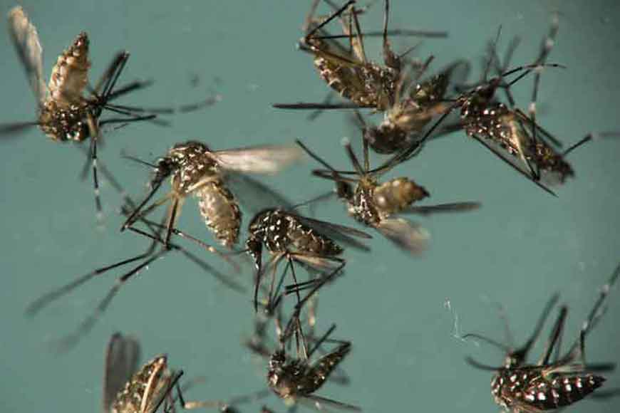 Killer sweets as mosquito repellant
