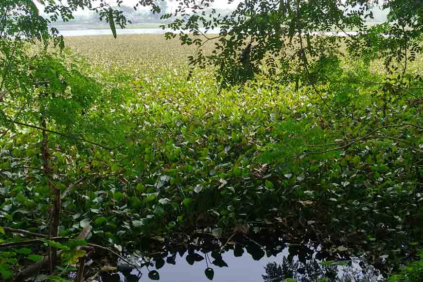 Water Hyacinth â€“ a simple aquatic beauty with a complicated back-story - GetBengal story