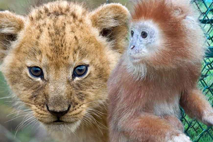 Animal trafficking along Bongaon border is worse than women trafficking
