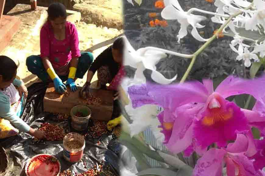 Darjeeling Hills now grow coffee and orchids!
