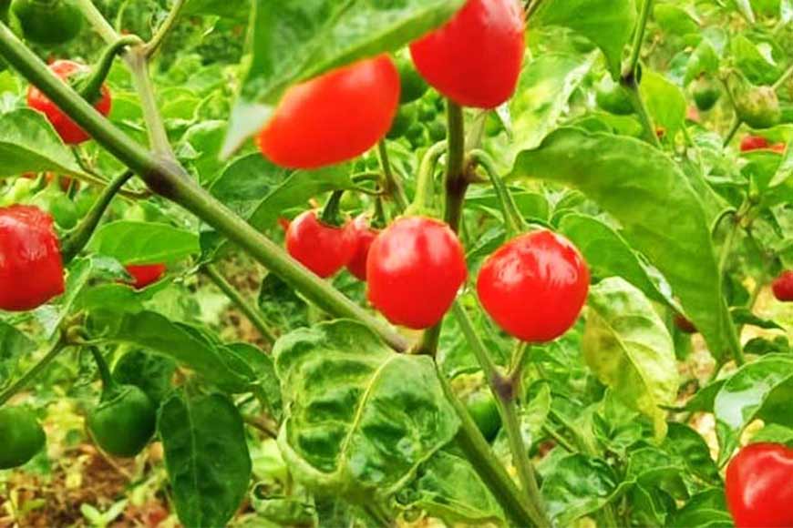 Firework in your stomach! Dalle Khursani from North Bengal â€“ GetBengal story