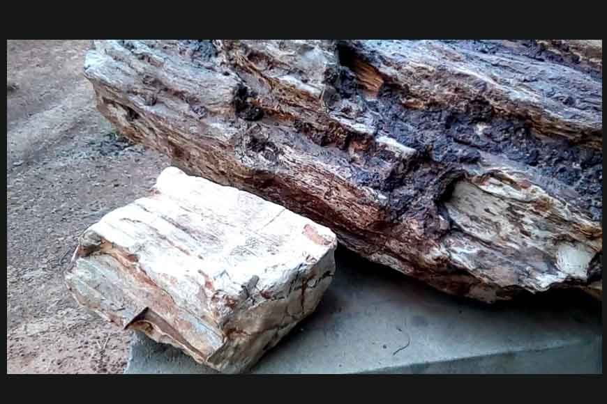 Rare plant fossils discovered in Ilambazar
