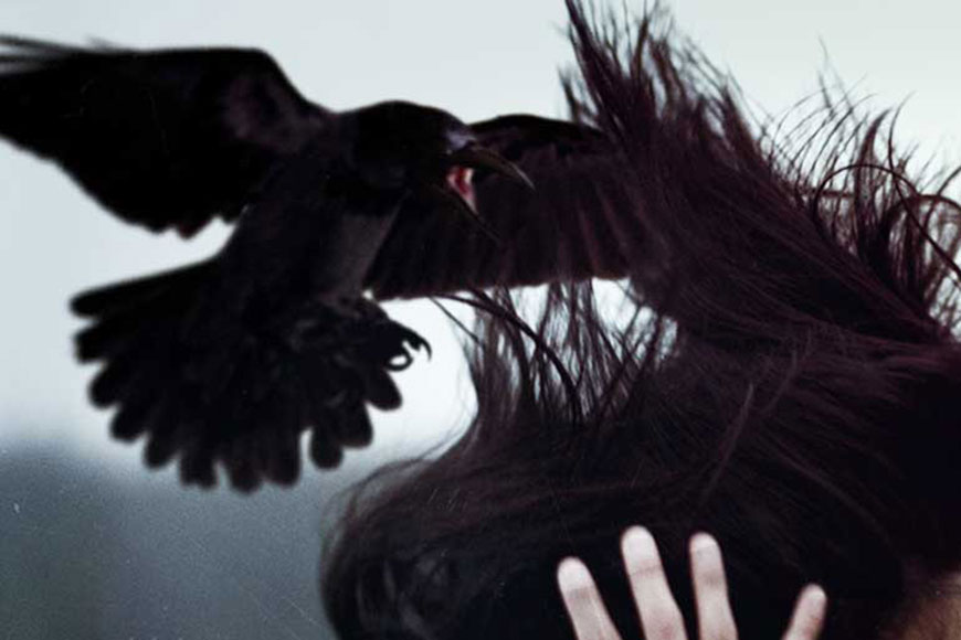 Rogue crow suspends postal service
