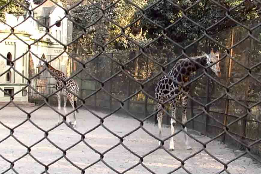 Why are animals transported from Alipore Zoo dying?
