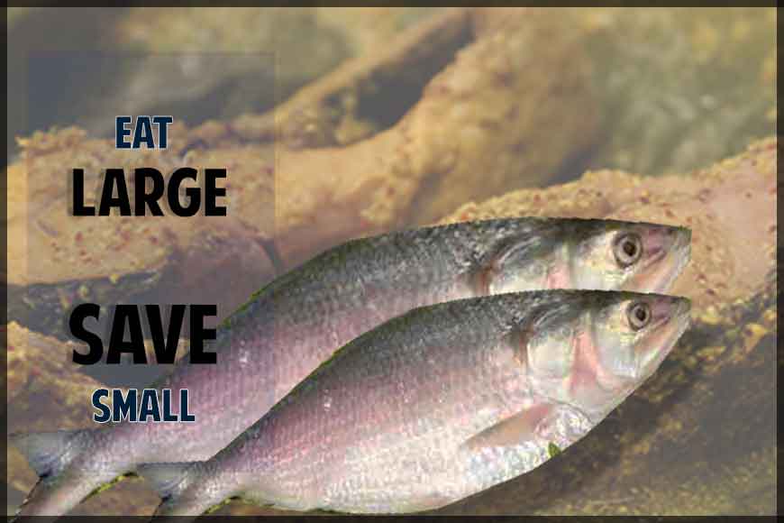HIDCO campaigns to stop people from eating &lsquo;Khoka Ilish&rsquo;
