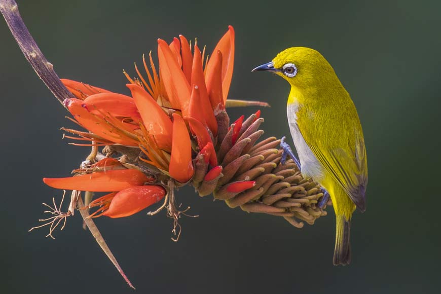 Indian White Eye: Steals nesting materials and even feeds the chicks of other bird speciesâ€” GetBengal story