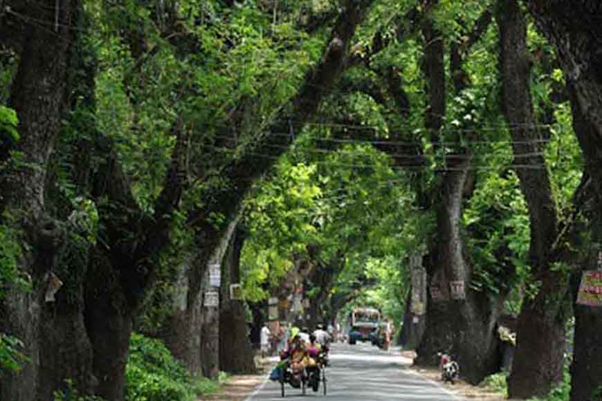 Demand for heritage status for trees along Jessore Road&nbsp;
