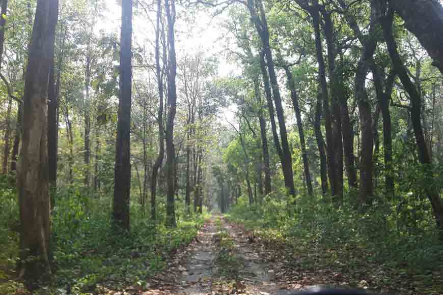 How log poaching was stopped in North Bengal forests?
