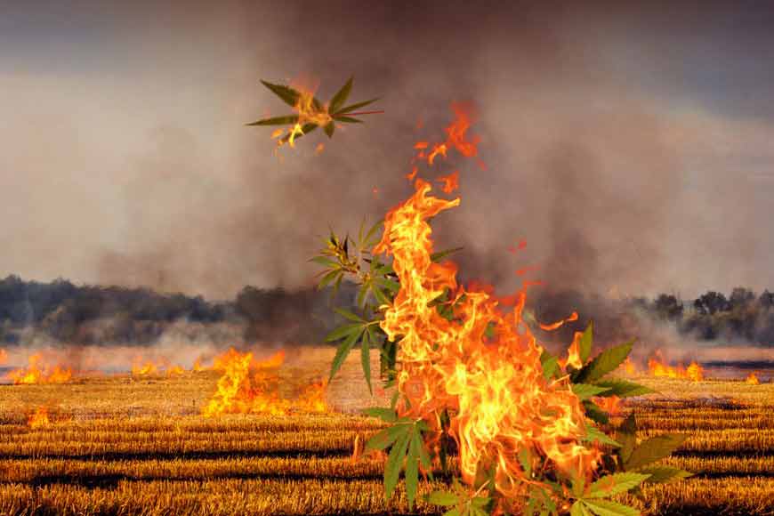 Killing marijuana fields of Bengal on Int&rsquo;l Day against Drug Abuse
