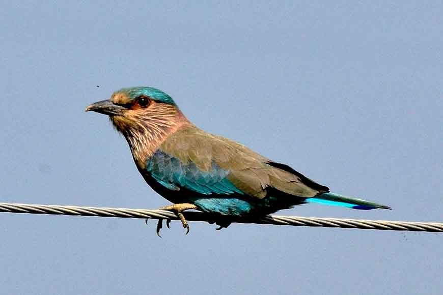 Where have all Neelkantha birds gone?&nbsp;
