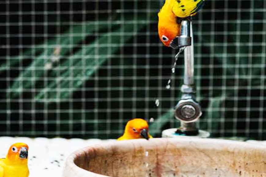 Take care of pet birds this scorching summer
