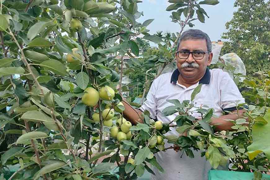 Apples grown on a rooftop: Pulak Jowardarâ€™s green miracleâ€“ GetBengal story