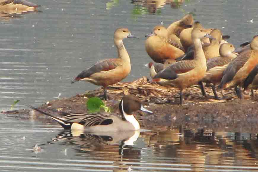 Santragachhi Jheel to turn a &lsquo;silence zone&rsquo;
