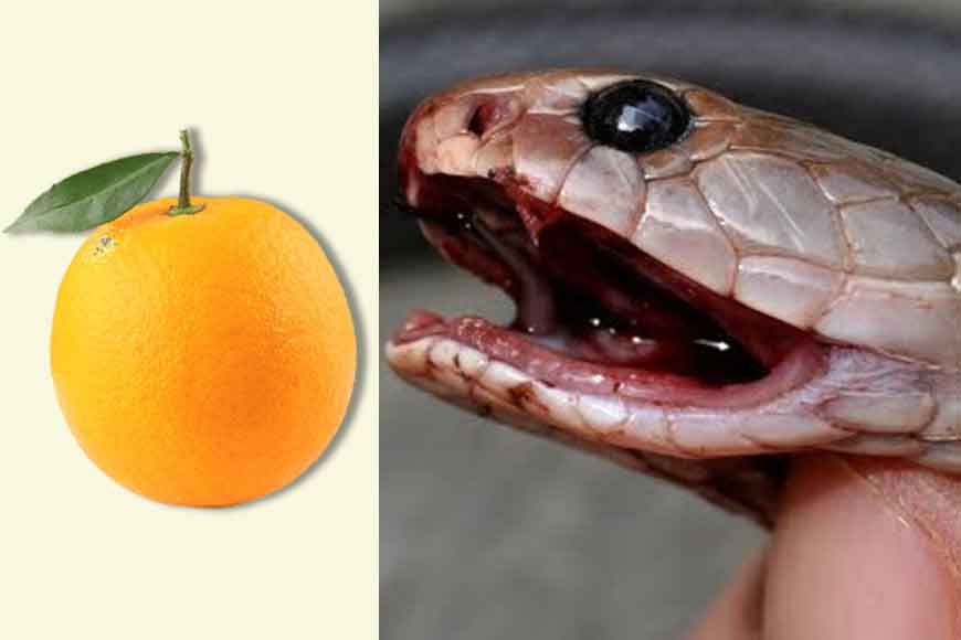 Scientist from Bengal makes snake venom antidote from oranges!
