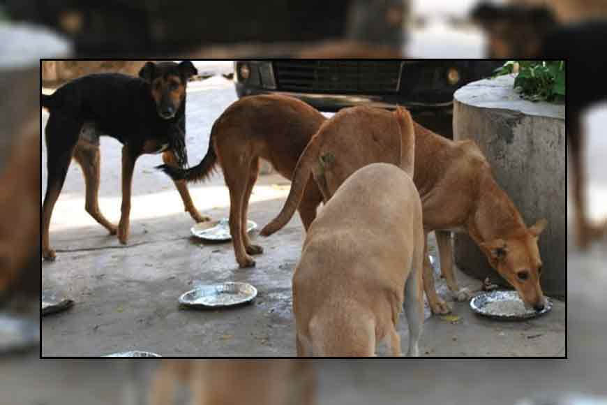 Rs 3 lakh bank loan to feed stray dogs! Meet Kalyani&rsquo;s Nilanjana Biswas who feeds meat and rice to 400 dogs daily
