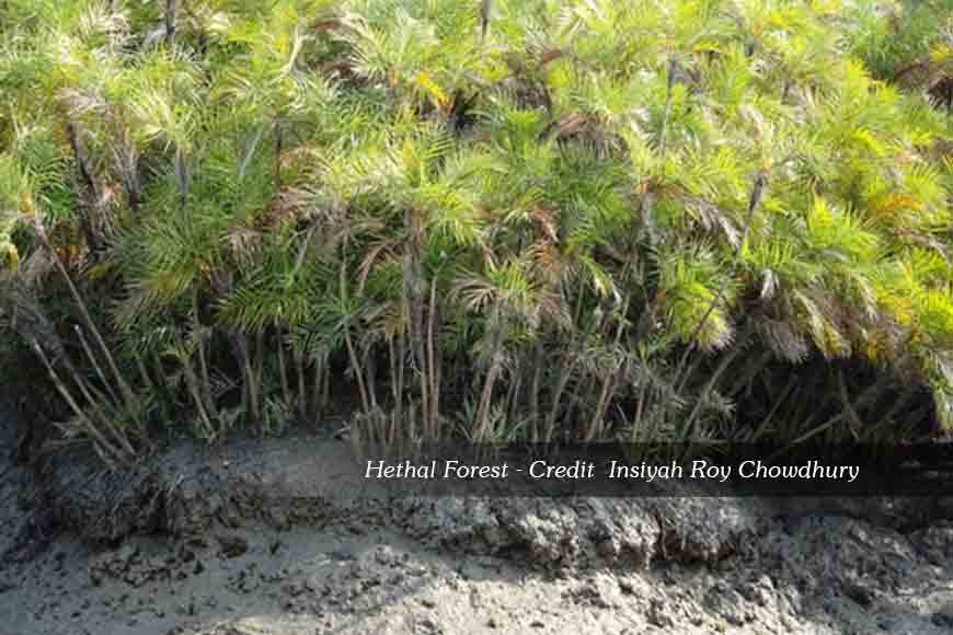 SUNDERBAN DIARIES: Hethal bushes and Gosaps
