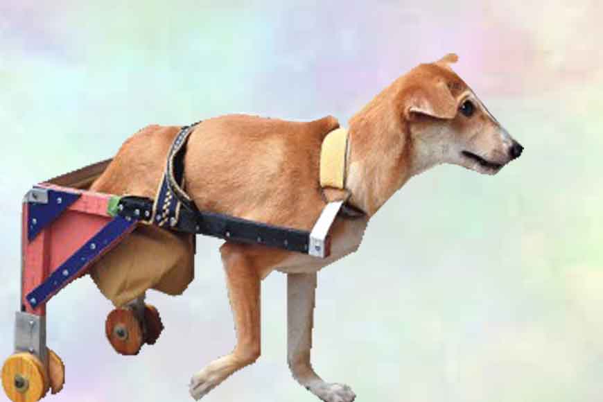 Salute to the Piano Teacher who makes wheelchairs for stray dogs!
